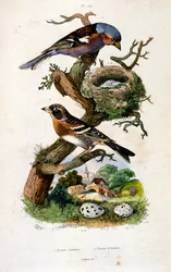 Botanické a zoologické ilustrace F. E. Guerin. Z Dictionnaire pittoresque d