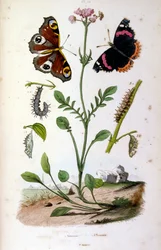 Botanické a zoologické ilustrace F. E. Guerin. Z Dictionnaire pittoresque d
