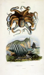 Botanické a zoologické ilustrace F. E. Guerin. Z Dictionnaire pittoresque d