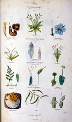 Botanické a zoologické ilustrace F. E. Guerin. Z Dictionnaire pittoresque d