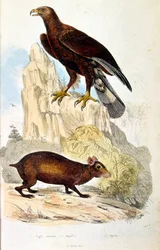 Botanické a zoologické ilustrace F. E. Guerin. Z Dictionnaire pittoresque d