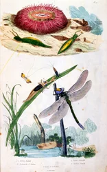 Botanické a zoologické ilustrace F. E. Guerin. Z Dictionnaire pittoresque d