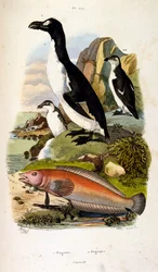 Botanické a zoologické ilustrace F. E. Guerin. Z Dictionnaire pittoresque d