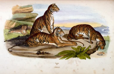 Botanické a zoologické ilustrace F. E. Guerin. Z Dictionnaire pittoresque d