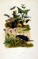 Botanické a zoologické ilustrace F. E. Guerin. Z Dictionnaire pittoresque d