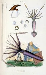 Botanické a zoologické ilustrace F. E. Guerin. Z Dictionnaire pittoresque d