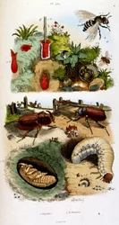 Botanické a zoologické ilustrace F. E. Guerin. Z Dictionnaire pittoresque d