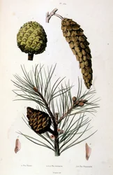 Botanické a zoologické ilustrace F. E. Guerin. Z Dictionnaire pittoresque d