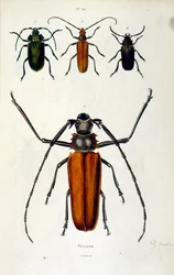 Botanické a zoologické ilustrace F. E. Guerin. Z Dictionnaire pittoresque d