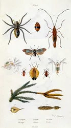 Botanické a zoologické ilustrace F. E. Guerin. Z Dictionnaire pittoresque d
