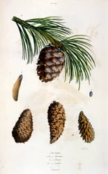 Botanické a zoologické ilustrace F. E. Guerin. Z Dictionnaire pittoresque d