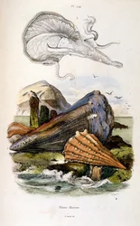 Botanické a zoologické ilustrace F. E. Guerin. Z Dictionnaire pittoresque d