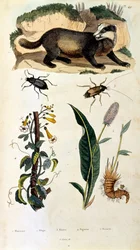 Botanické a zoologické ilustrace F. E. Guerin. Z Dictionnaire pittoresque d