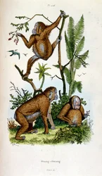 Botanické a zoologické ilustrace F. E. Guerin. Z Dictionnaire pittoresque d