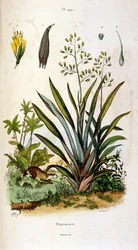 Botanické a zoologické ilustrace F. E. Guerin. Z Dictionnaire pittoresque d