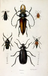 Botanické a zoologické ilustrace F. E. Guerin. Z Dictionnaire pittoresque d