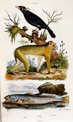 Botanické a zoologické ilustrace F. E. Guerin. Z Dictionnaire pittoresque d