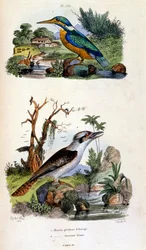 Botanické a zoologické ilustrace F. E. Guerin. Z Dictionnaire pittoresque d