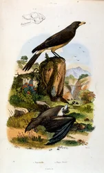 Botanické a zoologické ilustrace F. E. Guerin. Z Dictionnaire pittoresque d