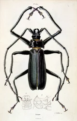 Botanické a zoologické ilustrace F. E. Guerin. Z Dictionnaire pittoresque d