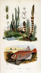 Botanické a zoologické ilustrace F. E. Guerin. Z Dictionnaire pittoresque d