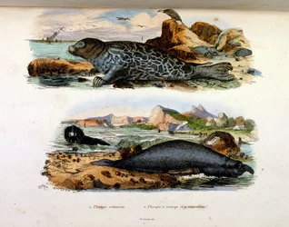 Botanické a zoologické ilustrace F. E. Guerin. Z Dictionnaire pittoresque d