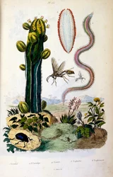Botanické a zoologické ilustrace F. E. Guerin. Z Dictionnaire pittoresque d