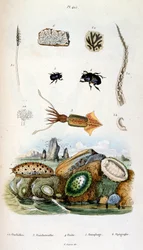 Botanické a zoologické ilustrace F. E. Guerin. Z Dictionnaire pittoresque d