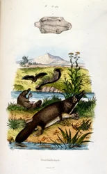 Botanické a zoologické ilustrace F. E. Guerin. Z Dictionnaire pittoresque d