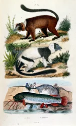 Botanické a zoologické ilustrace F. E. Guerin. Z Dictionnaire pittoresque d