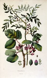 Botanická ilustrace F. E. Guerin. Z Dictionnaire pittoresque d