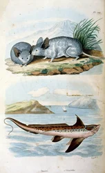Chimaeras řád Chimaeriformes, neformálně známý jako žraloci duchové, krysí ryby; botanické a zoologické ilustrace F. E. Guerin. Z Dictionnaire pittoresque d