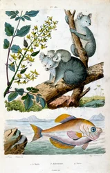 Medvěd koala a ryba. Botanické a zoologické ilustrace F. E. Guerin. Z Dictionnaire pittoresque d