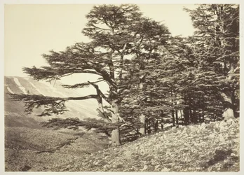Libanonské cedry