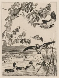 Čejky a čírky, 1862.