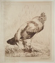 Starý kohout, 1882.