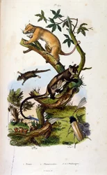 Ilustrace savců a hmyzu. (chromolitograf z Malebného přírodopisného slovníku a přírodních jevů od Felixe-Edouarda Guerina