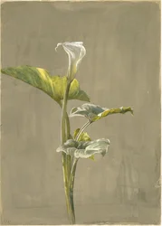 Calla Lily, 1875 (wc na papíře)