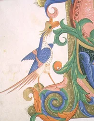Misál 515 f.20v Fantastický pták, detail výzdoby historické iniciály ze Sborové knihy provedené před rokem 1449 (vellum)