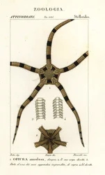 Křehký hvězdicový ostnokožec, Ophiomastix annulosa, Ophiura annulosa