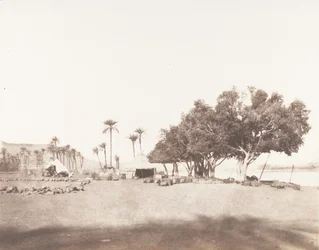 Korósko, Sycomores a tábořiště karavany pro Sennâr, 1851-52, tištěno 1853-54.