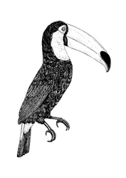 Toco - černobílé