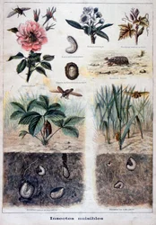 Škodlivý hmyz, 1897