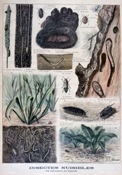 Hmyz škodlivý pro kožešiny, 1897