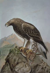 RYTÍ-LEONADA OREL-MLADÝ SAMEC - AQUILA CHRYSAETOS