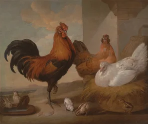 Kohout domácí, slepice a kuřata