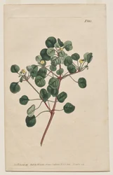 Botanický časopis nebo Květná zahrada Zobrazeno: Talíř 883, Euphorbia Petiolaris. Long-Stalled Spurge