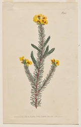 Botanický časopis nebo květinová zahrada Zobrazeno: Plate 944, Dillwynia glaberrima. Dillwynnia hladkolistá. [Dillwynia ericifolia gaberrima]