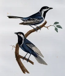 Sýkora popelavá (Parus cinerascens), rytina z Natural History of African Birds