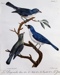 Modrá Vanga (Cyanolanius madagascarinus), rytina z Přírodní historie afrických ptáků